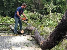 Best Tree Risk Assessment  in Orange, OH