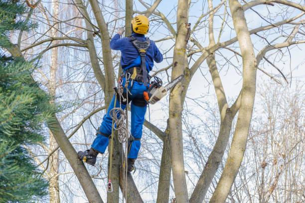 Best Tree Cabling and Bracing  in Orange, OH