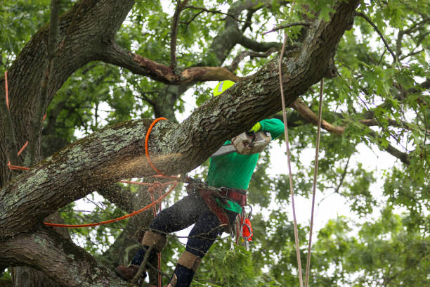 Best Fruit Tree Pruning  in Orange, OH