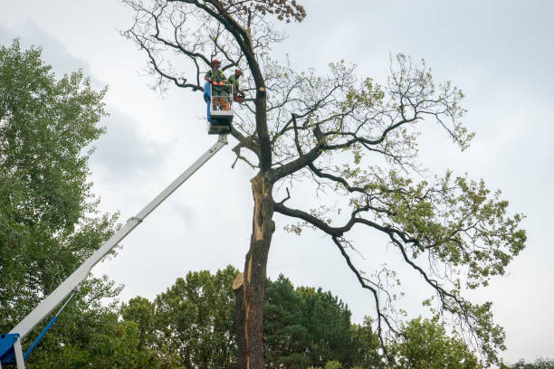 Best Tree Disease Treatment  in Orange, OH