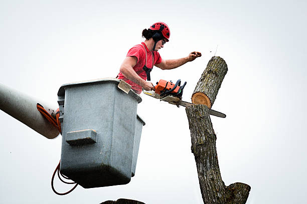 Best Palm Tree Trimming  in Orange, OH