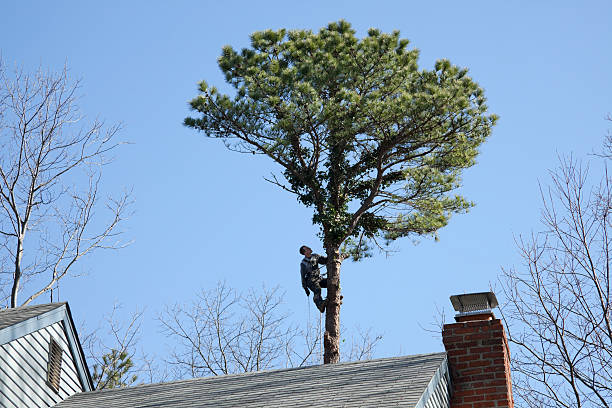 Best Leaf Removal  in Orange, OH